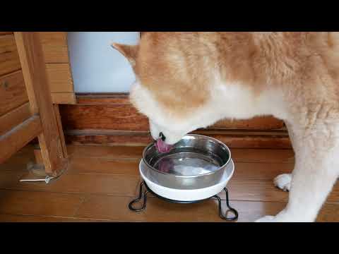 ひたすら水を飲む音