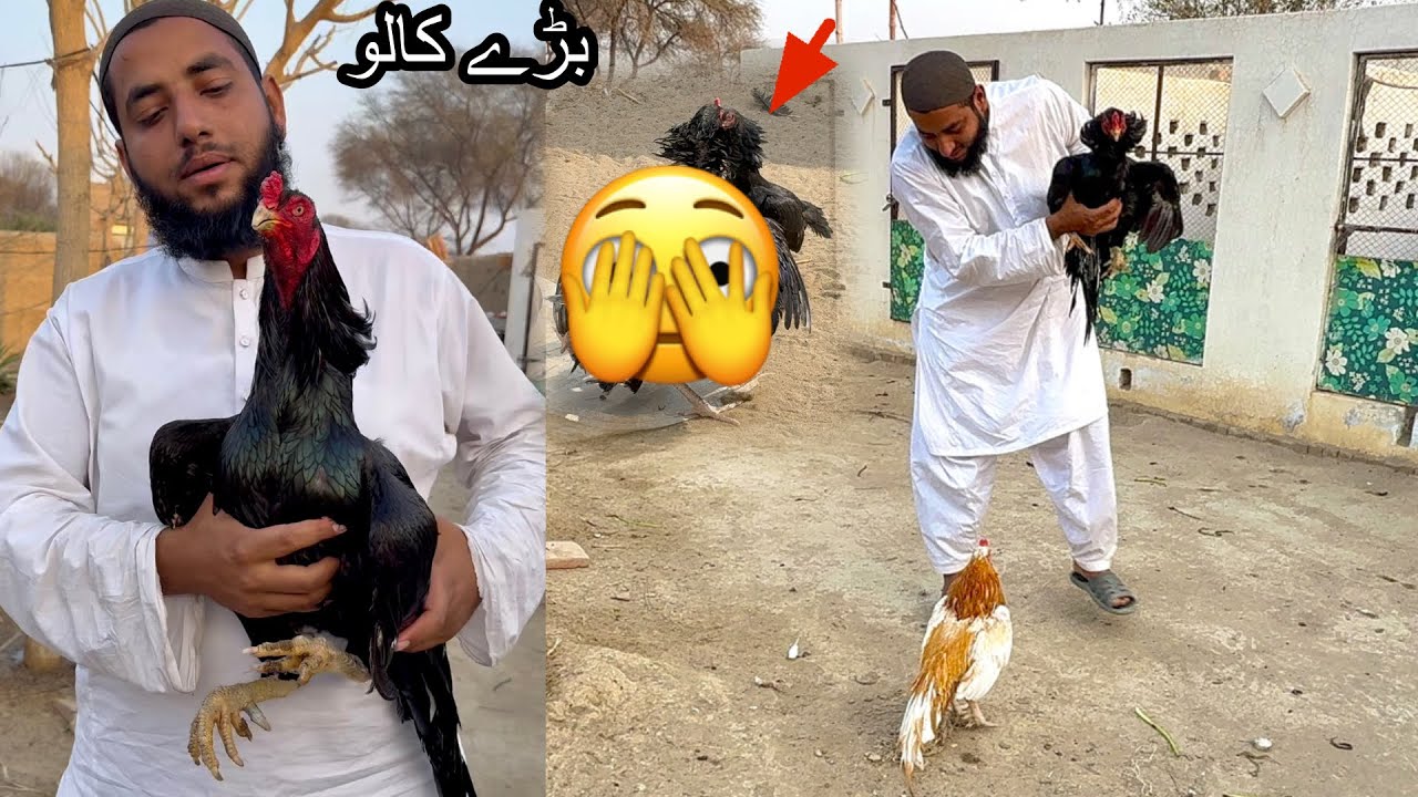 Big Kalo Ka Bre Sontol Kesath Bra Lafra Hugya 🫣