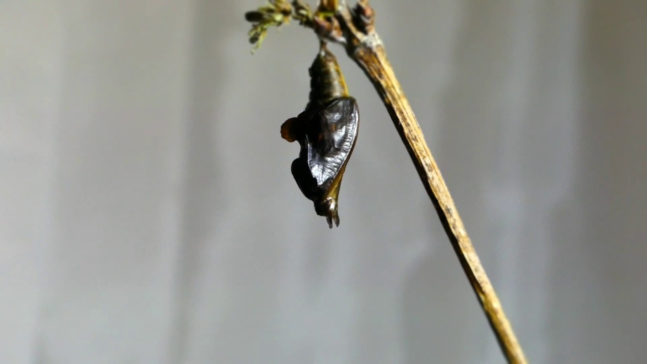 White Admiral Pupa Getting Ready To Eclose イチモンジチョウ垂蛹 羽化前の自発的な蠕動 60倍速動画 Youtube