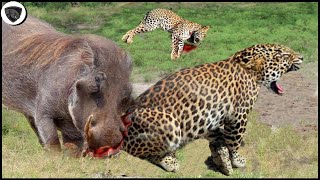 What Makes Warthog Angry Bite Leopard Mercilessly?