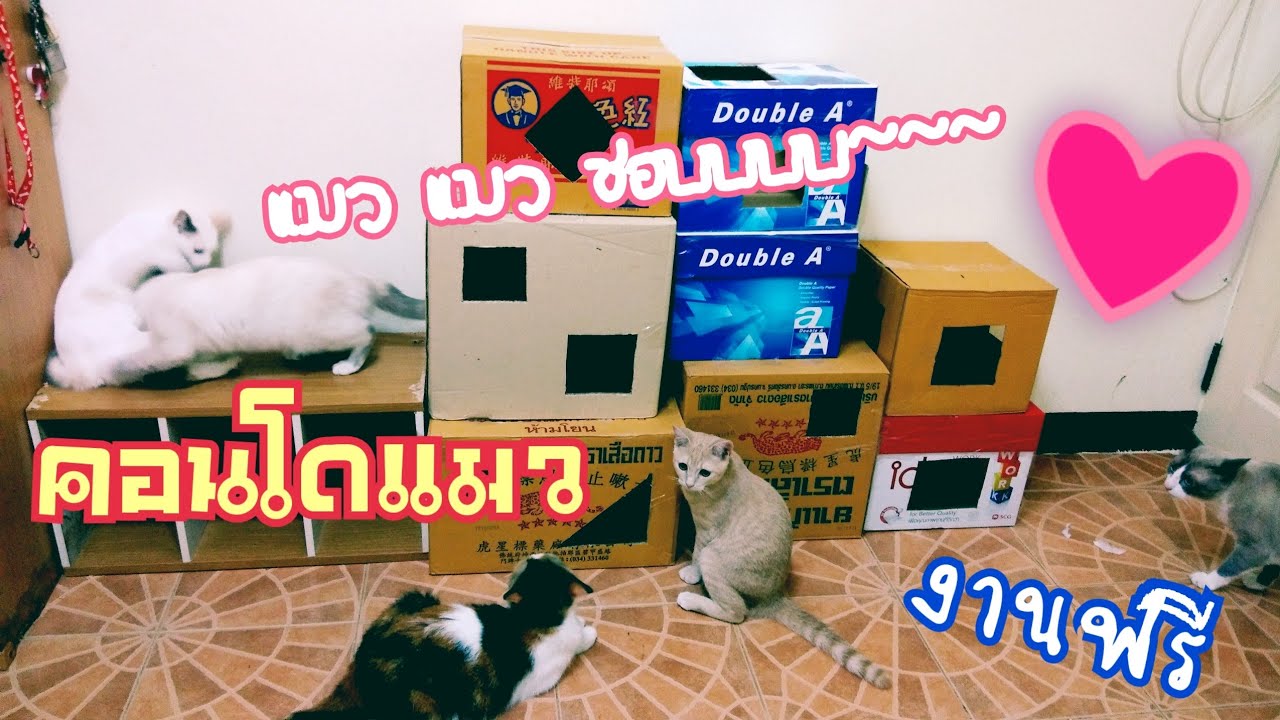 Meow's Story I คอนโดแมว #บ้านแมว #คอนโดแมว #งานฟรีไม่เสียตัง #บ้านแมวจากกล่องกระดาษ