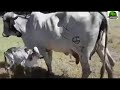 Vacas con cria mejoramiento genetico de la linea Gyr-El Salvador en el Campo