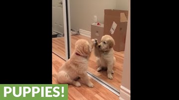 Puppy discovers the mirror for the first time