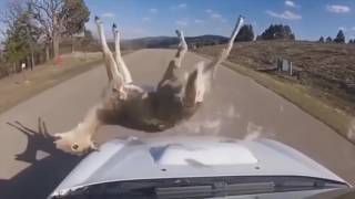 Deers Hit by cars EXTREME