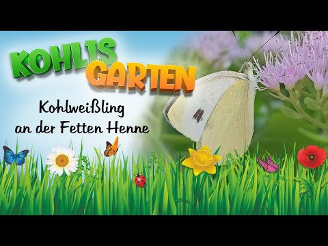 Kohlweißling an der Fetten Henne (August 2024)