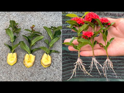 Video: Ixora өсүмдүктөрүнө кам көрүү - Ixora бадалдарын өстүрүү жөнүндө билип алыңыз