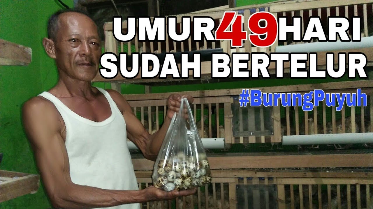 BUDIDAYA BURUNG PUYUH PEMULA 