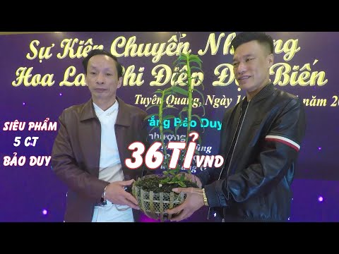 GIAO DỊCH SIÊU PHẨM 5 CT BẢO DUY 36 tỉ VND  Sự thật ai muốn biết Vườn lan HOÀNG DŨNG - HOÀNG GIANG | Foci