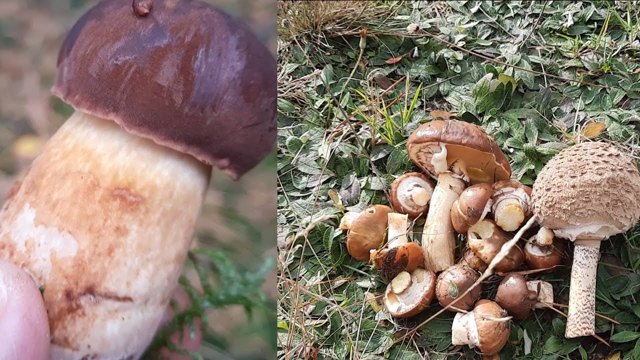 Grzyby w koszyku, a pierogi na talerzu