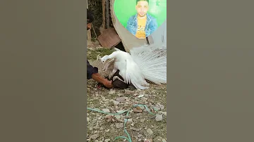 عملية تزاوج طاووس من فرخه 