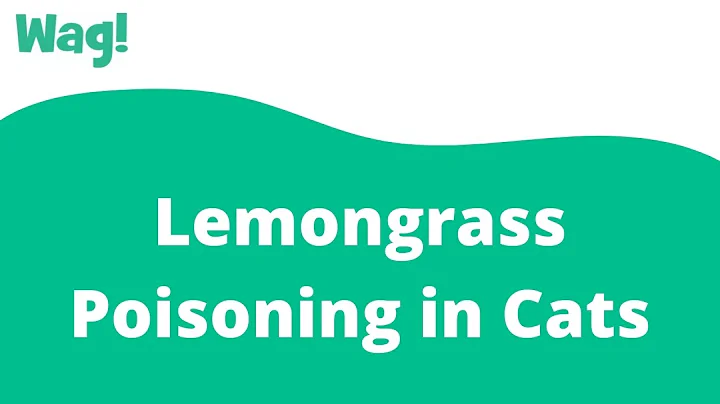How do you give lemongrass to a cat? (2023)