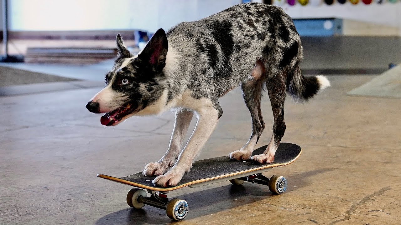 SKATEBOARDING DOG