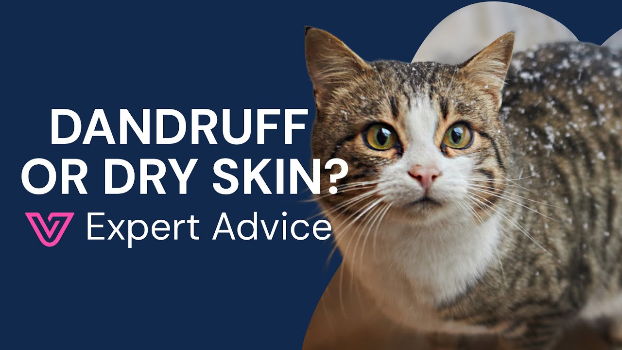 Cat Dandruff & Dry Flaky Skin: Causes, Treatment & When to Worry - YouTube