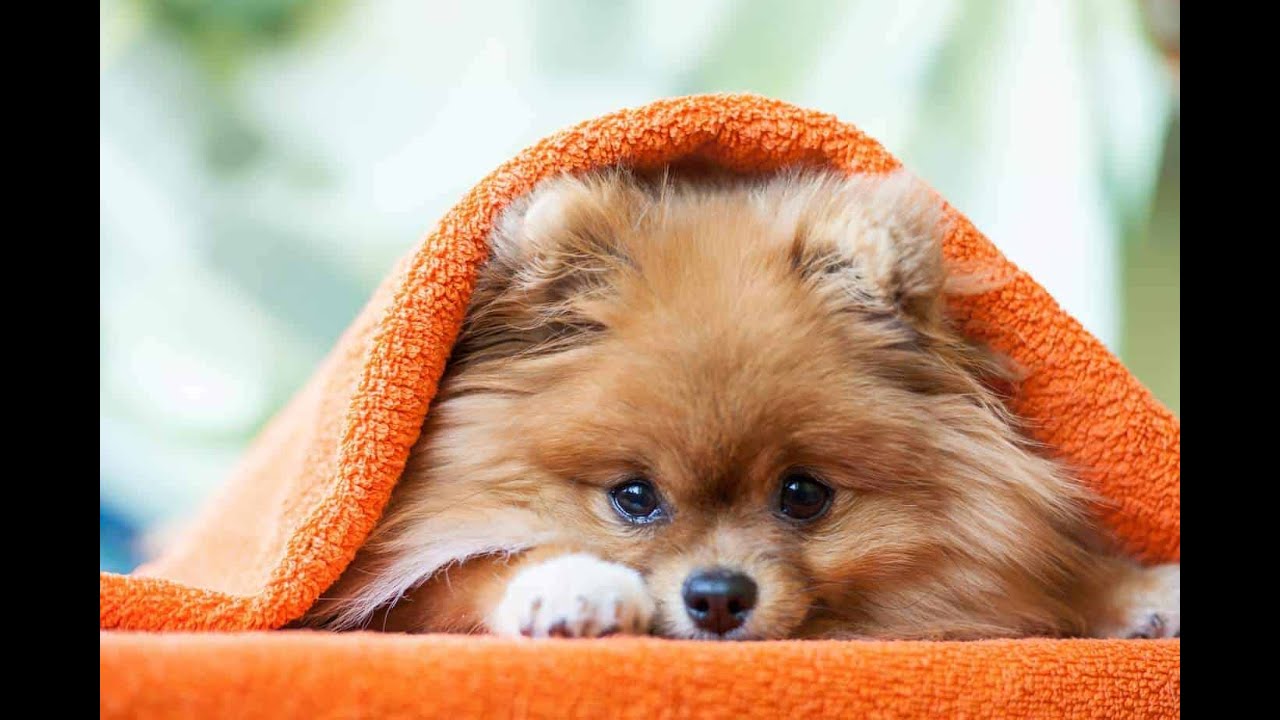 Cute Pomeranian - Funny and Mini Pomeranian Videos Compilation #1 | Droppix TV