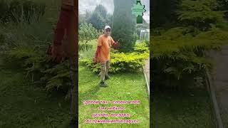 #изгородь #дача #смарагд #бонсай #satisfying #брабант #природа #уходзасадом