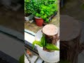 Its raininglets take a rest for a whileasmr