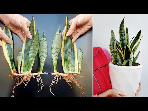 Revealing How to Propagate Tiger Tongue Very Effectively, Using Sand
