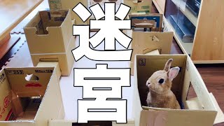 ダンボール迷路に挑戦するうさぎ #574