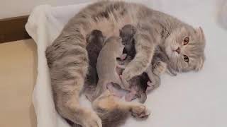 A crying mother cat brough her dying kitten to a man. Just unbelievable!