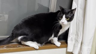 My cats are worried about thunder at night and can't stop looking around. by ひのき猫 21,311 views 11 days ago 9 minutes, 53 seconds