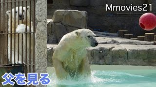 Polar Bears 父デナリの遊びを見ている娘リラ