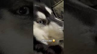 Aries is shook 🐺 #dog #husky #cute #funny