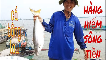 Thăm Lưới Neo , Niềm Vui Vỡ Oà Của Ngư Dân Sông Tiền Khi Dính Được Cá Bông Lau # SĂN BẮT ĐỒNG THÁP #