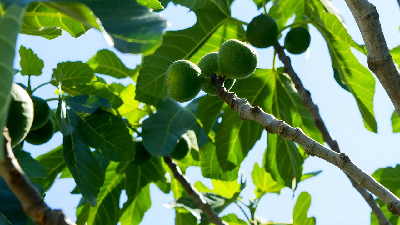 Plodovi zemlje, 27. srpnja 2025.