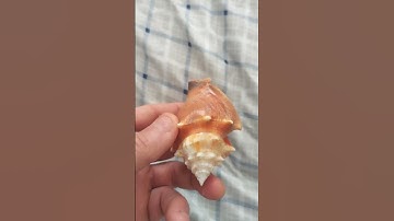Florida fighting conch shell (Strombus alatus)