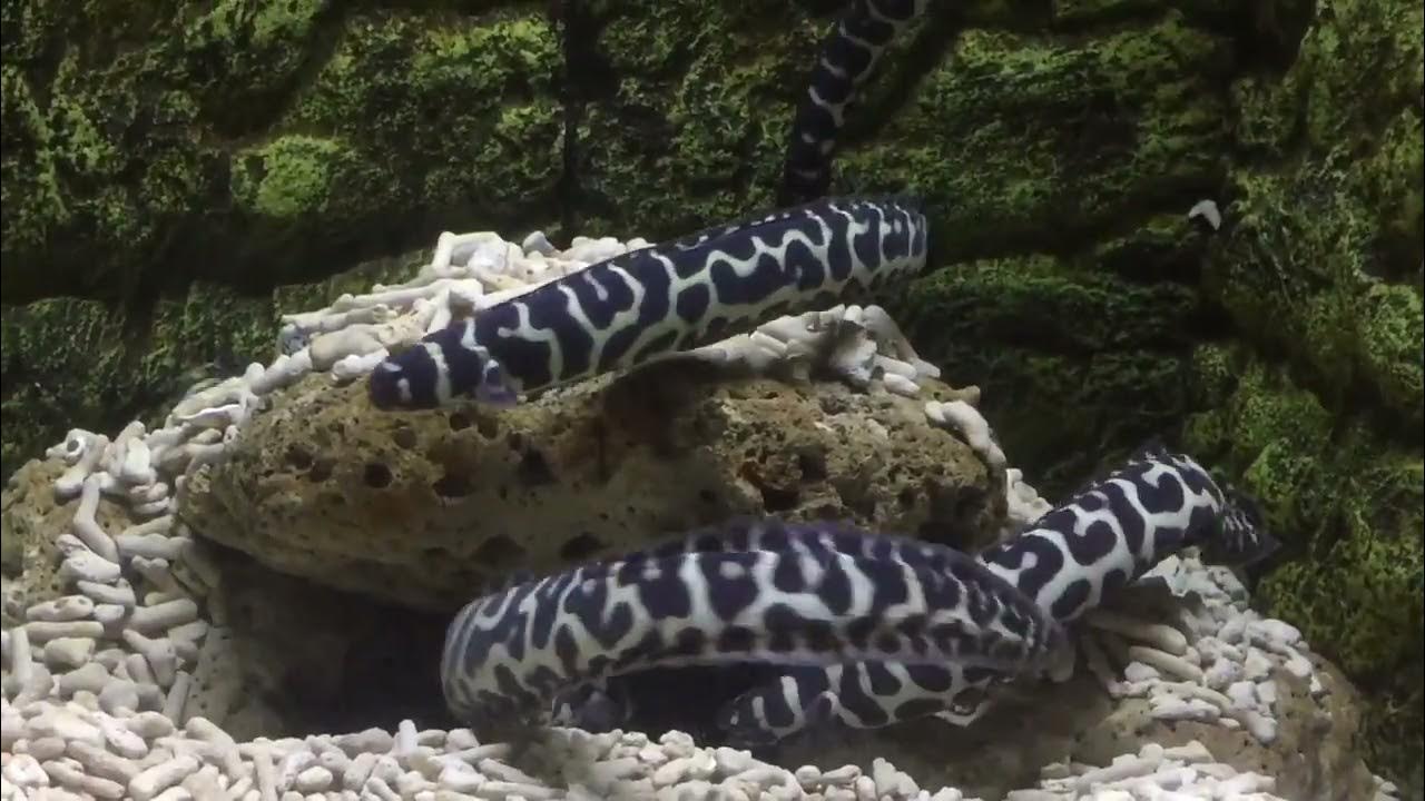Nakakamanghang uri at kulay ng Igat/Paloschainlink moray Eel YouTube