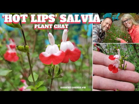 Video: Hot Lips Plant Info - Meer informatie over het kweken van Hot Lips-planten