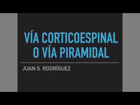 Tracto corticoespinal o vía piramidal