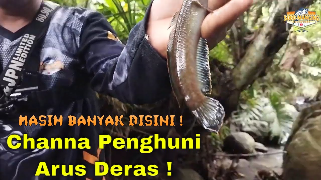 mancing di sarang channa limbata air sungainya jernih dan deras, mantap strike dapat kualitas kontes