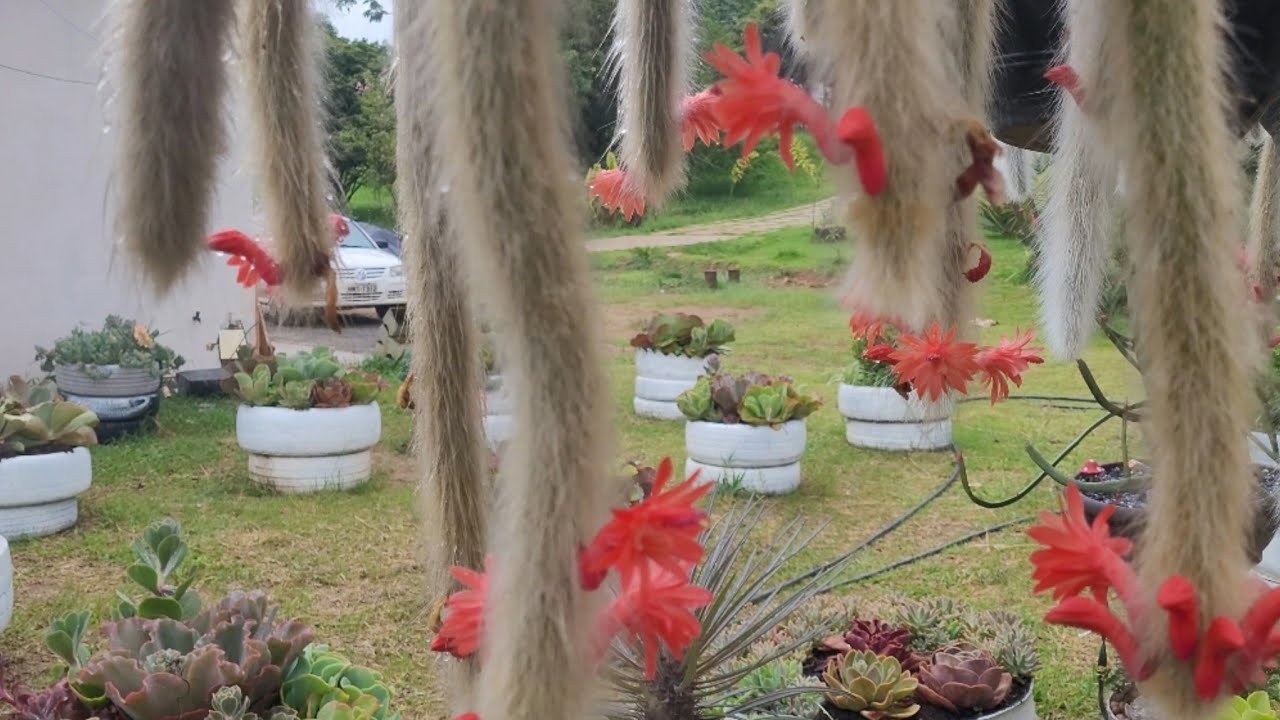 PORQUE ABANDONEI AS SUCULENTAS COMPACTAS.BATE PAPO COM OS AMIGOS.