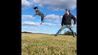 Disc Dog Series #1 - Intro and the Roller Throw
