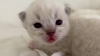 Over 7 minutes of KITTENS 😍 by Fjärilflickans 1,210 views 4 years ago 7 minutes, 19 seconds