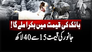 Maweshi Mandi 2024 : Bakra Mandi latest updates - Bike ki qeemat mein bakra? | Geo News