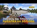 Лосось на Троллинг. Рыбалка на Волхове - Русская Рыбалка 4 #194