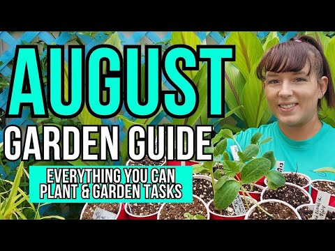 Vídeo: Aprenda sobre o cultivo de agastache no jardim