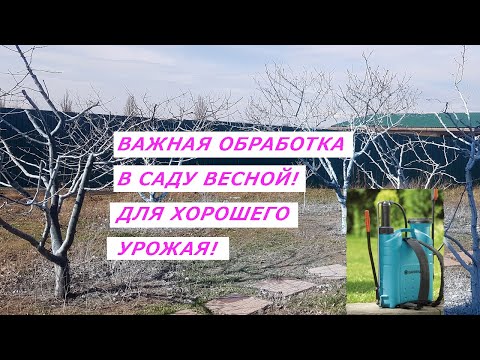 ВЕСЕННЯЯ ОБРАБОТКА ДЕРЕВЬЕВ МЕДНЫМ КУПОРОСОМ ИЛИ БОРДОССКОЙ ЖИДКОСТЬЮ. Первая обработка сада весной.
