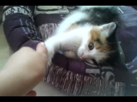 Chat Marant Et Mignon Youtube Chat Marant Et Mignon Youtube