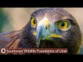 The Psychology of Falconry | What Motivates Apex Predators
