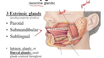 Chapter 23- Intro to Digestive system