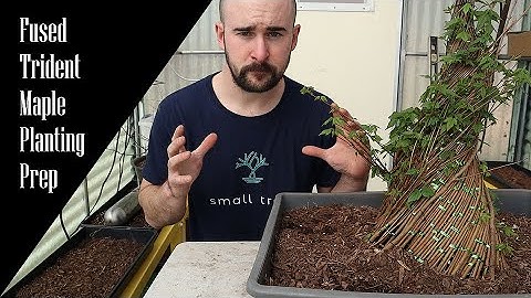 Prepping for Planting Fused Trident Maple in the Ground (Part 1)