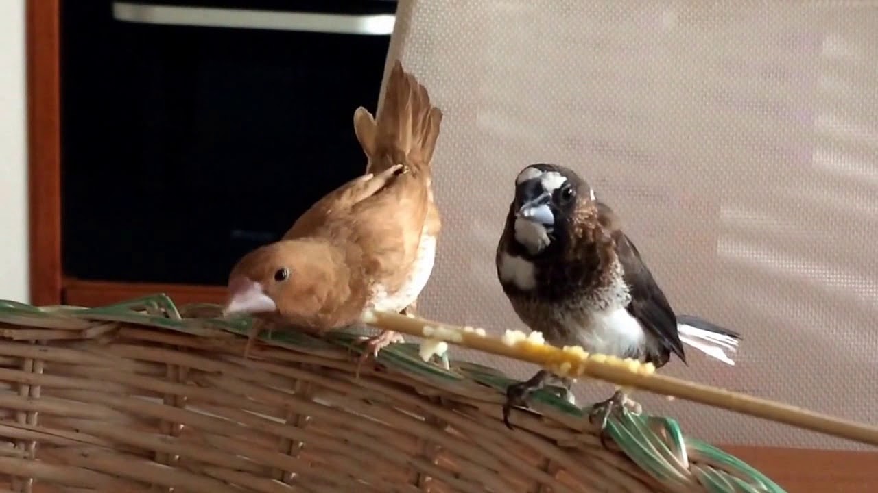 Elga & Floki ❤️ Passeri del Giappone