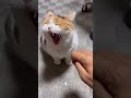 【三毛猫】おやすみだけを言いに来たミケ
