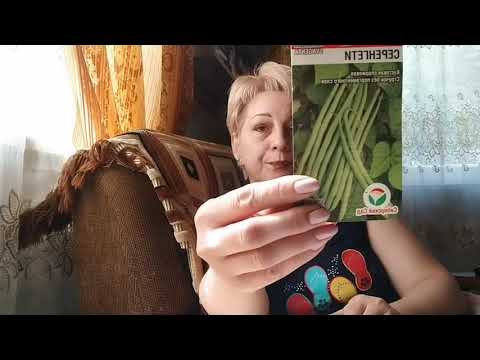 Сажаем спаржевую фасоль.