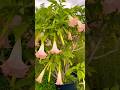 #brugmansia szaleje ,co robić żeby tak kwitła??zobacz opis