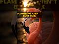 Flamingos Aren't Born Pink-Here's WHY #shorts