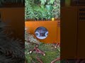 Ambient about 1minutes cassette tape "hitotutosite - Kenji Fujiwara"